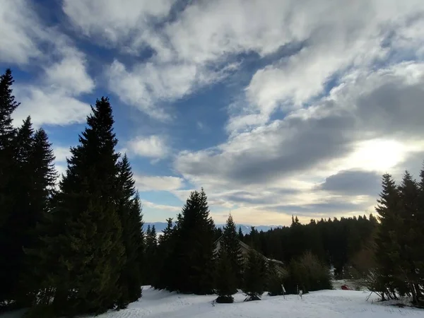 Magic trees  in the forest during sunny day. Slovakia