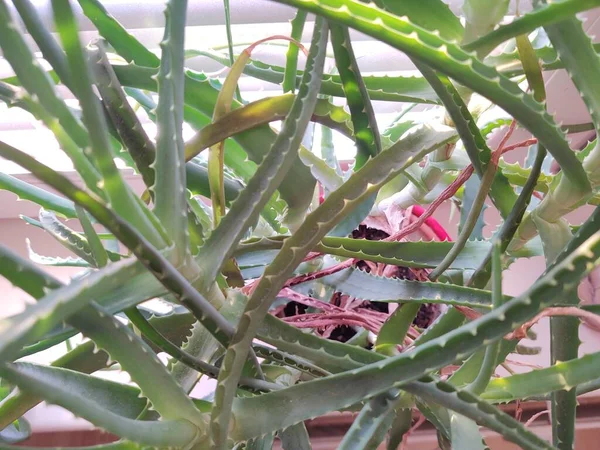 Detalle Planta Cactus Con Una Flor Una Hoja —  Fotos de Stock