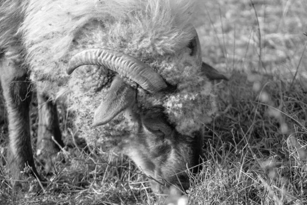 放牧公羊的白天拍摄 — 图库照片