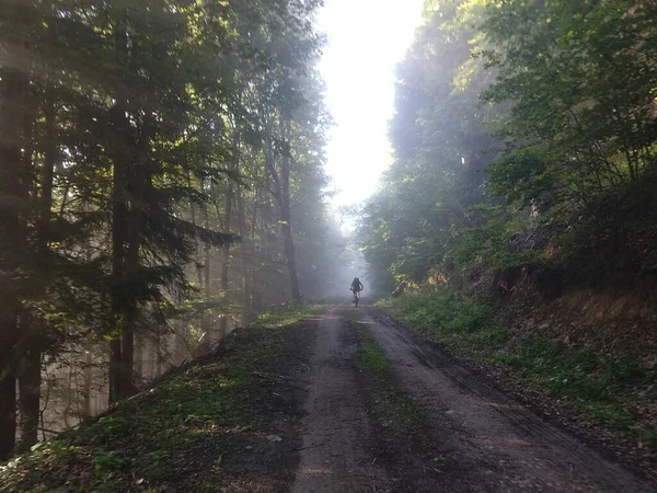Cavalcare Attraverso Alberi Sentieri Nella Foresta Slovacchia — Foto Stock