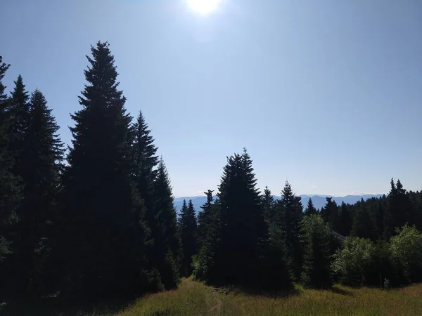 Tannen Wald Slowakei — Stockfoto