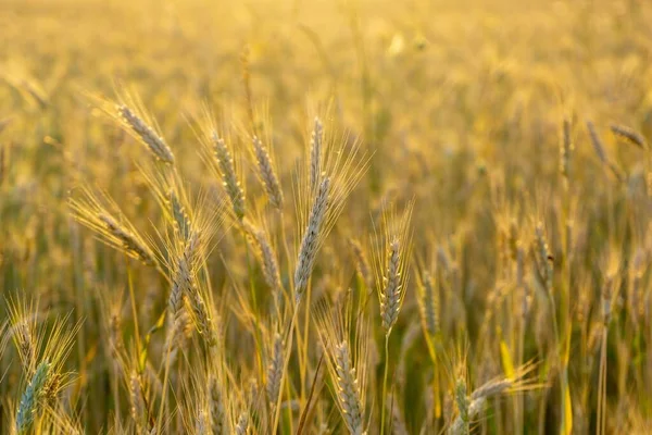Gün Batımında Buğday Tarlası Çavdarın Altın Olgun Kulakları — Stok fotoğraf