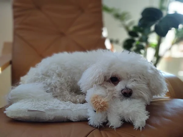 Portret Van Witte Kleine Hond Thuis — Stockfoto