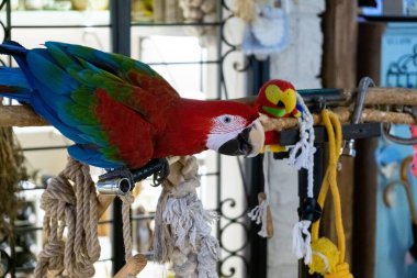 Arka planda güzel papağan kuşu