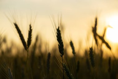 Gün batımında buğday tarlası. Çavdarın altın olgun kulakları