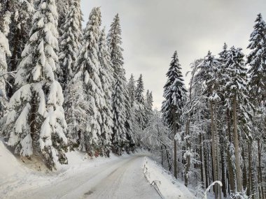 Derin kış boyunca kar altında ağaçlar. Slovakya