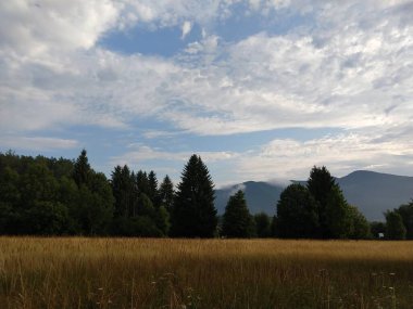 Slovakya 'da ormandaki köknar ağaçları