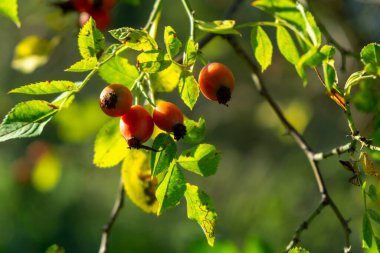 Yaz arkaplanındaki gül kalçaları