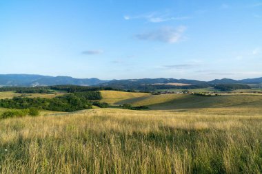 Gün batımında güzel bir buğday tarlası manzarası