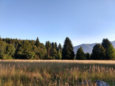 Ormanda sonbahar ağaçları, Slovakya