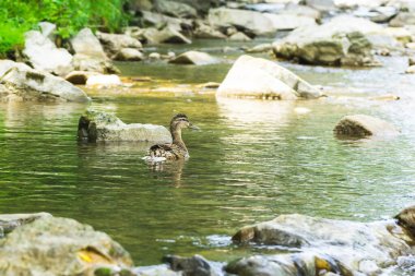 İlkbahar doğasında gölde ördek. Slovakya