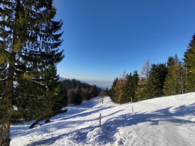 Derin kış boyunca kar altında ağaçlar. Slovakya