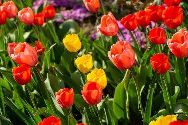 Parktaki güzel laleler. Slovakya