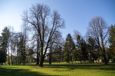 Arkaplanda yeşil bahar parkı