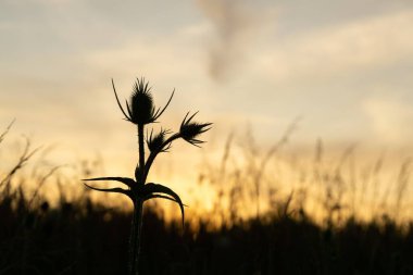 Gün batımında güzel bir buğday tarlası manzarası