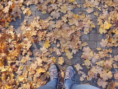 Arka plan üzerinde Close-Up sonbahar yaprakları