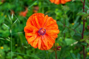 Bahçede çiçek açan portakal gelincikleri