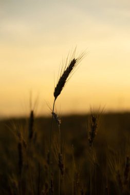 Gün batımında buğday tarlası. Çavdarın altın olgun kulakları