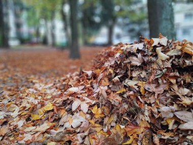 Ormandaki ağaçlar ve patikalar. Slovakya