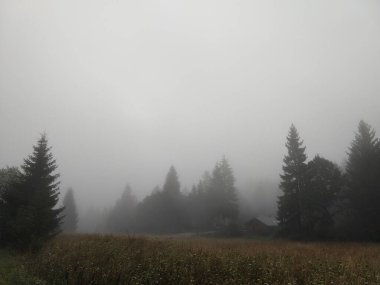 Slovakya 'da ormandaki köknar ağaçları