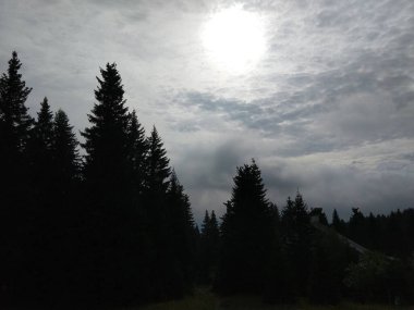 Slovakya 'da ormandaki köknar ağaçları