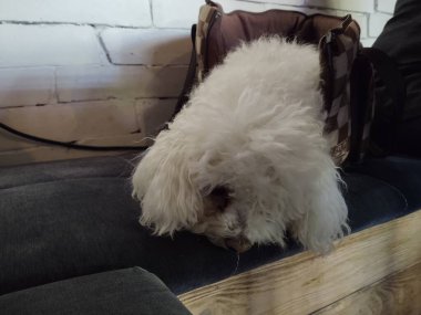 Evdeki küçük beyaz köpeğin portresi.