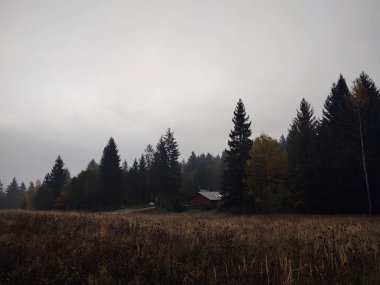 Ormanda sonbahar ağaçları, Slovakya