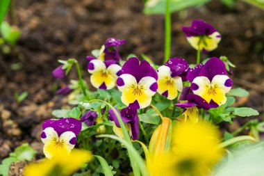 Güzel çiçekler. Yakın çekim. 