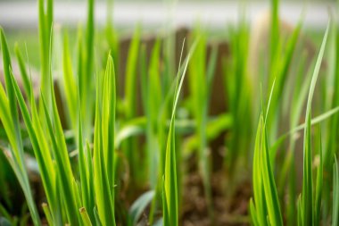 Çimenler yemyeşil, yaklaşın.