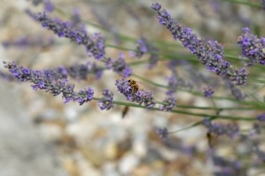 Zilina şehrindeki binaların üzerinde gün doğumu ve günbatımı. Slovakya 