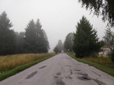 Slovakya 'da ormandaki köknar ağaçları