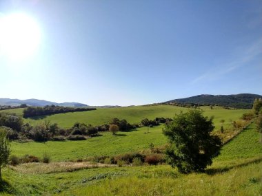 Ağaçlı yeşil çayır ve arka planda dağ