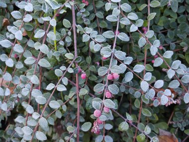 Kış doğası karla kaplı