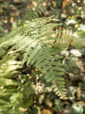 Güzel Fern yaprakları. Slovakya