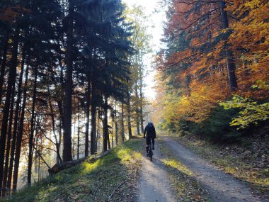 Ormandaki ağaçlar ve patikalar. Slovakya