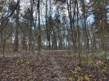 Güneşli bir günde ormanda ağaçlar. Slovakya