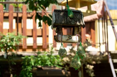 Baharda doğada eski kuş yuvası