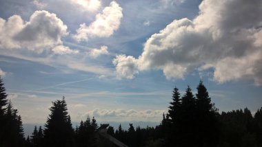 Güneşli bir günde ormanda sihirli ağaçlar. Slovakya