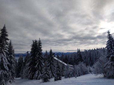 Derin kış boyunca kar altında ağaçlar. Slovakya