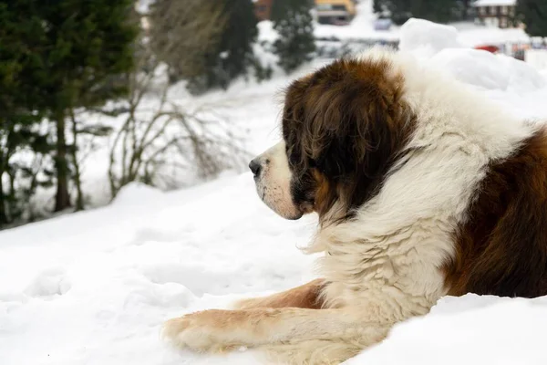 Hund Njuter Snö Vintern Slovakien — Stockfoto