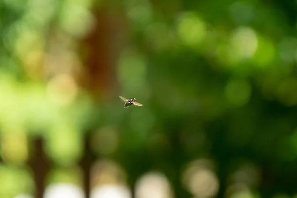 Пчела Природном Фоне Словакии — стоковое фото