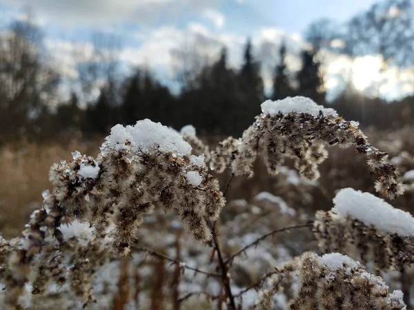 Vinternatur Täckt Snö — Stockfoto