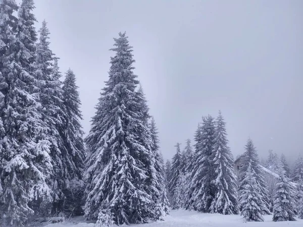 Alberi Nella Neve Durante Profondo Inverno Slovacchia — Foto Stock