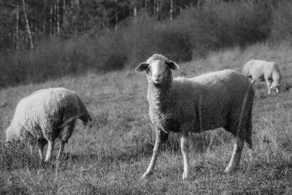 Weidegebied Met Bomen Uitzicht Bergen Met Schapen Slowakije — Stockfoto