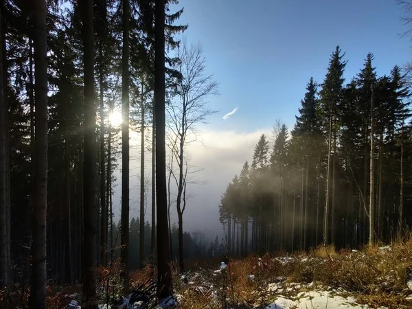 Árvores Floresta Durante Dia Ensolarado Eslováquia — Fotografia de Stock