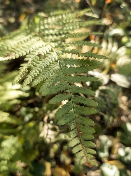 Güzel Fern Yaprakları Slovakya — Stok fotoğraf