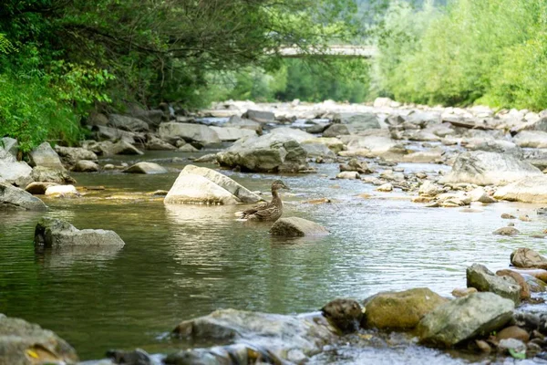 Eend Het Meer Lente Natuur Slowakije — Stockfoto