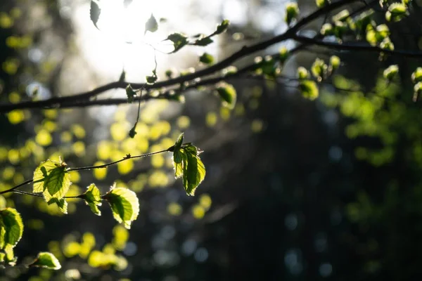 Přírodní Zelené Pozadí Zelených Listů — Stock fotografie