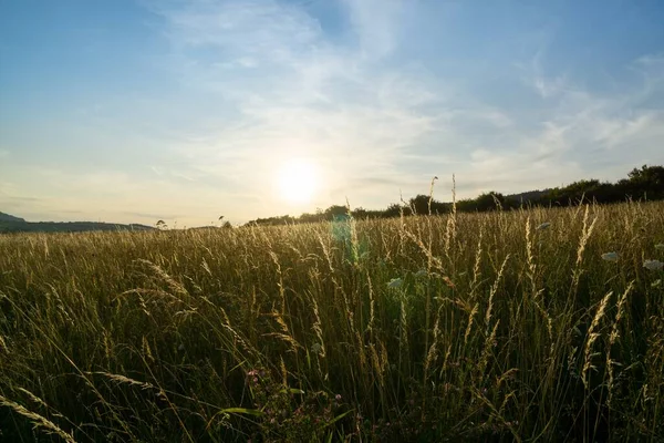 Beautiful View Wheat Field Sunset — Stock Photo, Image