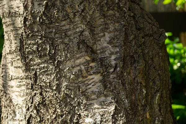 Gołe Drzewo Tle Zbliżenie — Zdjęcie stockowe